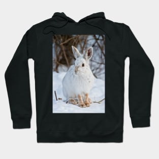 Snow Shoe Hare Hoodie